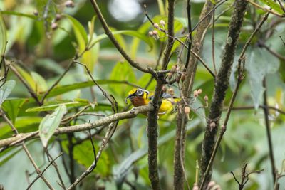 Black-eared Shrike-babbler-6241.jpg