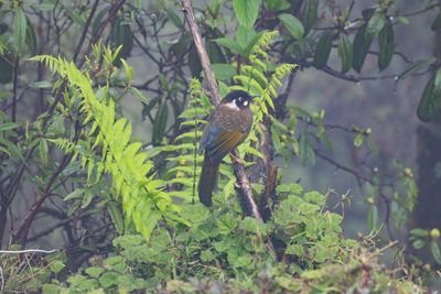 Black-faced Laughingthrush-5086.jpg