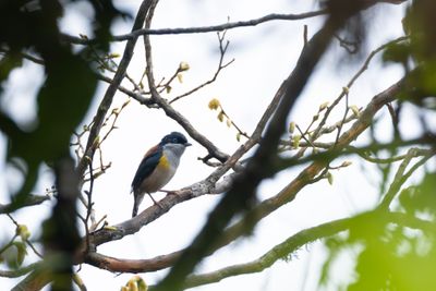 Black-headed Shrike-babbler-6203.jpg