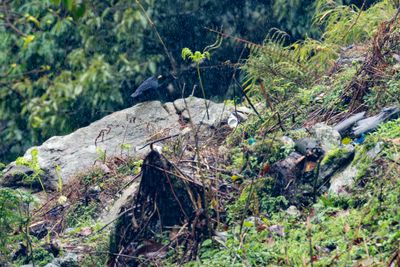 Blue Whistling Thrush-5344.jpg
