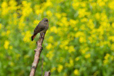 Blue-fr Redstart-5341.jpg