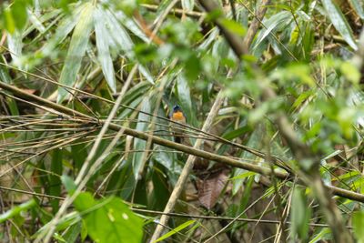 Blue-throated Blue Flycatcher-4854.jpg