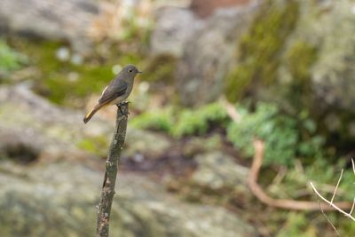 Bluefronted Redstart-5999.jpg