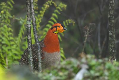 Blyth's Tragopan-5152.jpg
