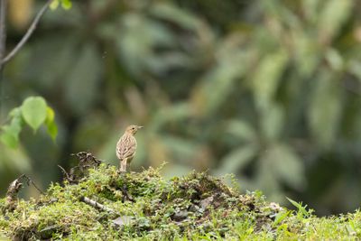 Blyths Pipit-5944.jpg