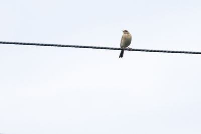 Blyths Pipit-6238.jpg