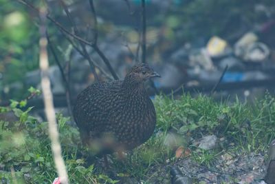 Blyths Tragopan-5236.jpg