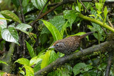 Cachar Wedge-billed Babbler-5765.jpg