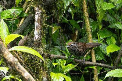 Cachar Wedge-billed Babbler-5784.jpg
