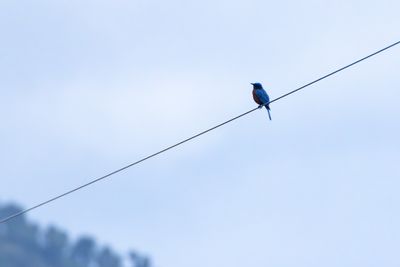Chestnut-bellied Rock Thrush-5453.jpg