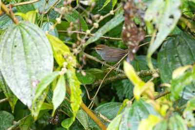 Chestnut-crowned Bush Warbler-5462.jpg