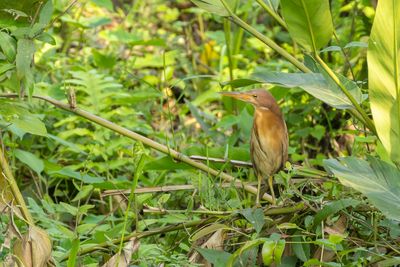 Cinnamon Bittern-6474.jpg