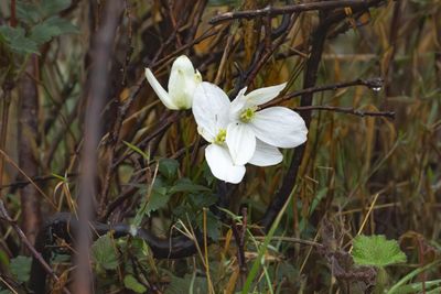 Clematis montana-5371.jpg