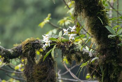 Coelogyne nitida-6141.jpg