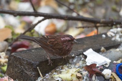 Dark-rumped Rosefinch-5207.jpg