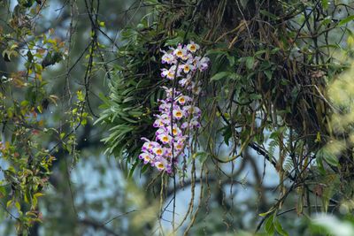 Dendrobium wardianum-6095.jpg
