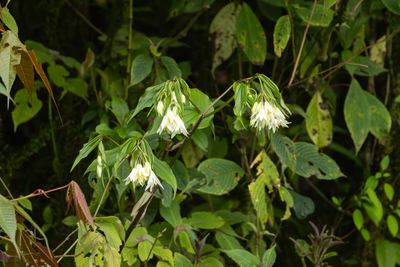 Disporopsis sp-6018.jpg