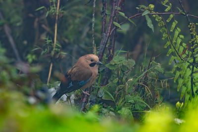 Eurasian Jay-5166.jpg