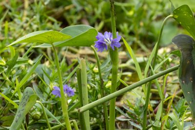 Flower-6565.jpg