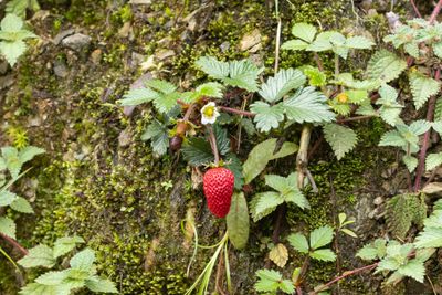 Fragaria nubicola-5824.jpg
