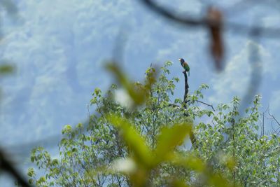 Giant Barbet-6099.jpg