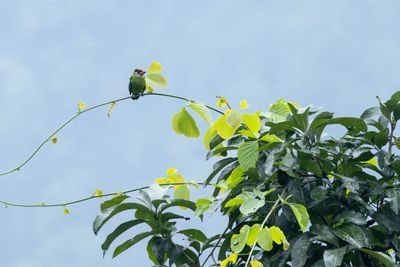 Golden-thr Barbet-6233.jpg