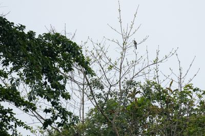 Grey Treepie-6554.jpg