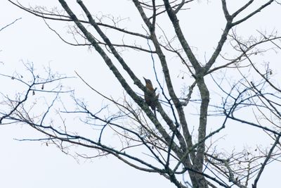 Grey-headed Woodpecker-6524.jpg