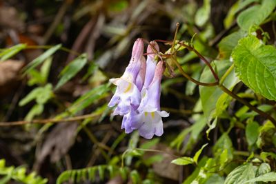 Henckelia pumila-5818.jpg
