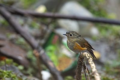 Himalayan Bluetail-5108.jpg