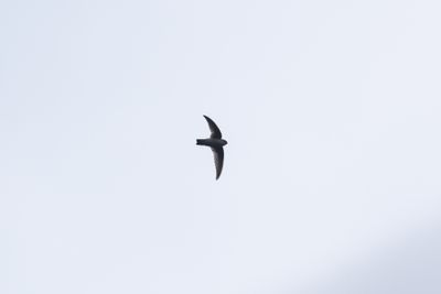 Himalayan Swiftlet-5809.jpg