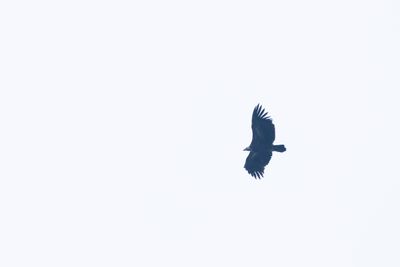 Himalayan Vulture-6156.jpg