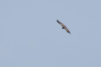 Himalayan Vulture-6403.jpg