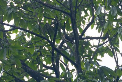 Hodgsons Hawk-Cuckoo-5478.jpg