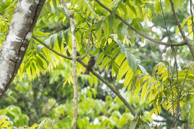 Large Woodshrike-6573.jpg