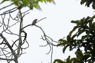 Large Woodshrike-6581.jpg