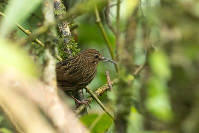 Long-billed Wren-Babbler-5833.jpg
