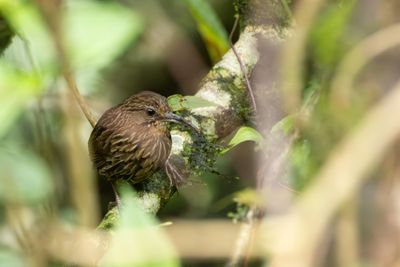 Long-billed Wren-Babbler-5867.jpg