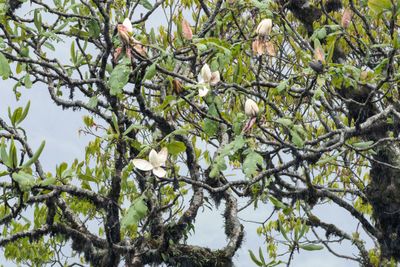 Magnolia sp-6211.jpg
