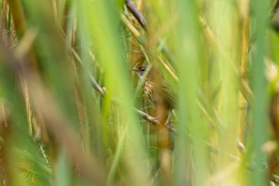 Marsh Babbler-6374.jpg