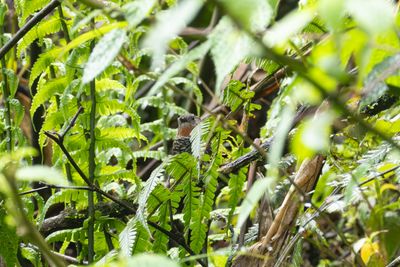 Mishmi Wren-Babbler-5442.jpg