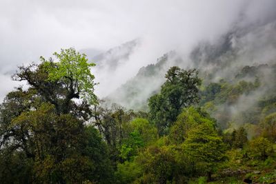 misty slope-103554.jpg