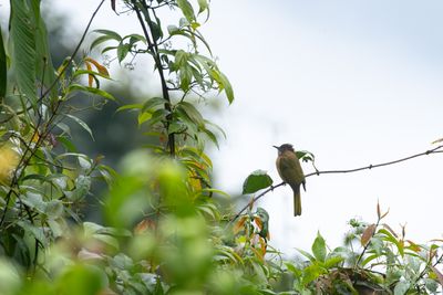 Mountain Bulbul-6307.jpg