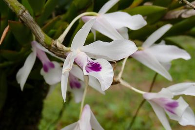 Orchid sp-5010150.jpg