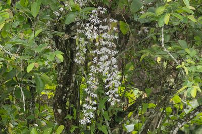 Orchid sp-6556.jpg