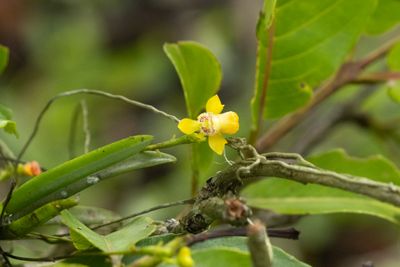 Orchid sp-6561.jpg