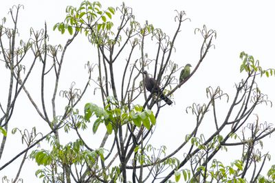 Pale-capped Pigeon-4931.jpg