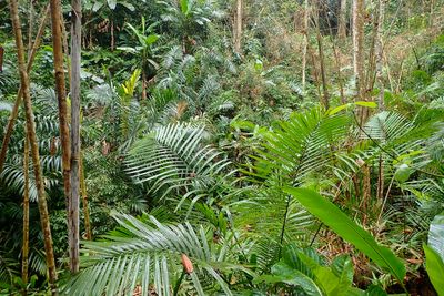 palm forest-5010145.jpg