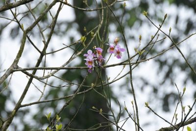 Papilionanthe teres-6578.jpg