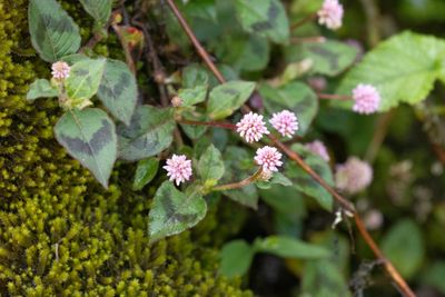 Persicaria capitata-5798.jpg